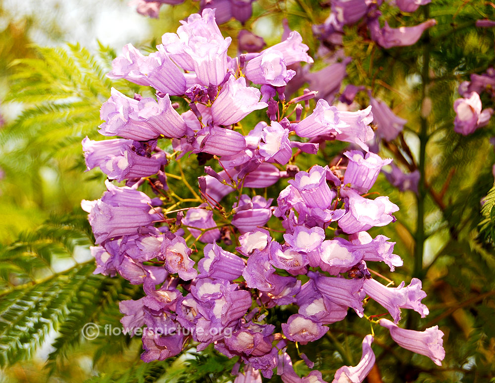 Jacaranda mimosifolia