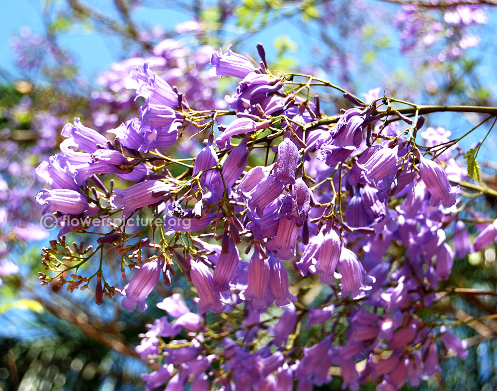 Jacarandas