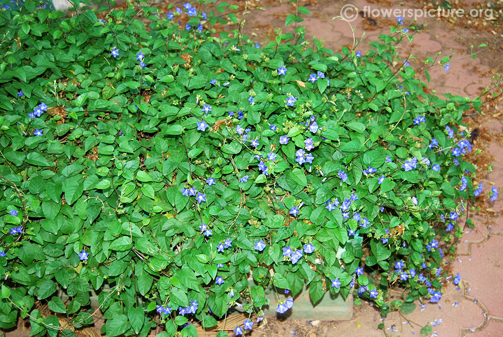 Jacquemontia pentantha shrub