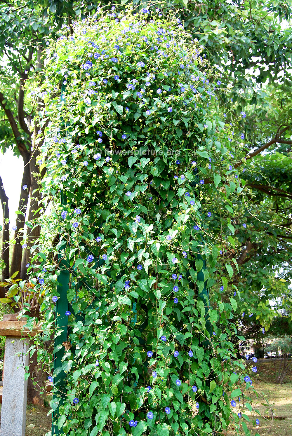 Jacquemontia violacea arch-trellis climbers