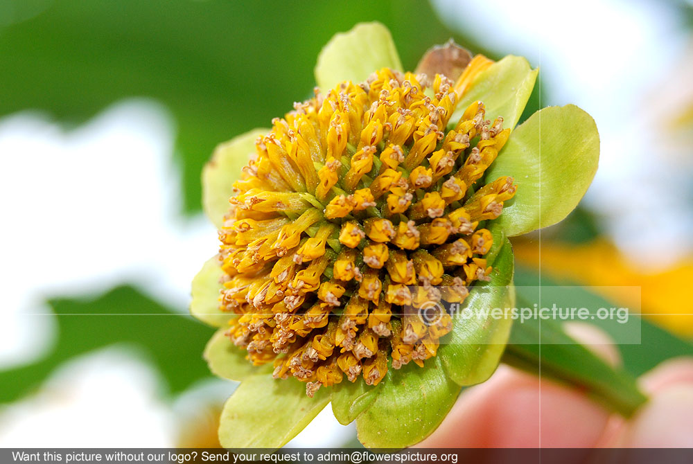 Japanese sunflower seed