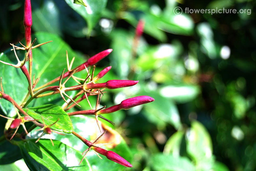 Jasminum nitidum buds