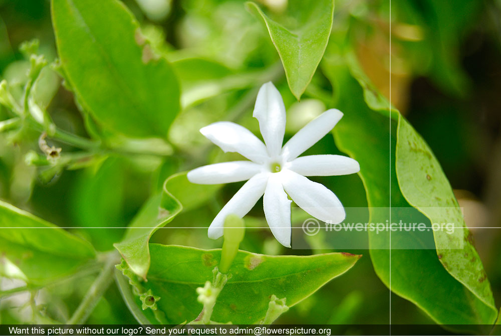 Jasminum Auriculatum