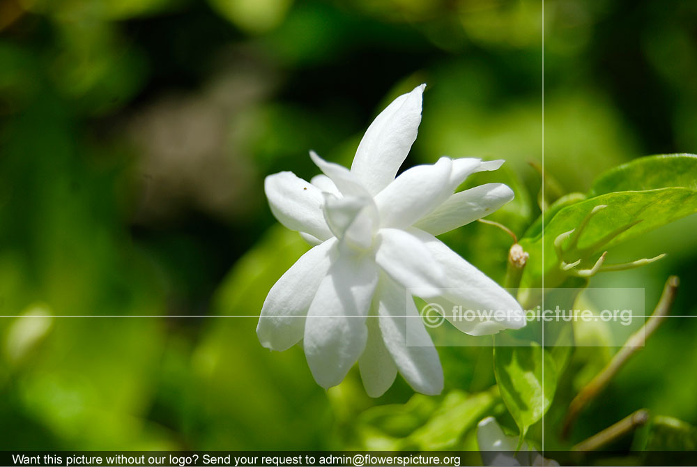 Jasminum Auriculatum Multipetals