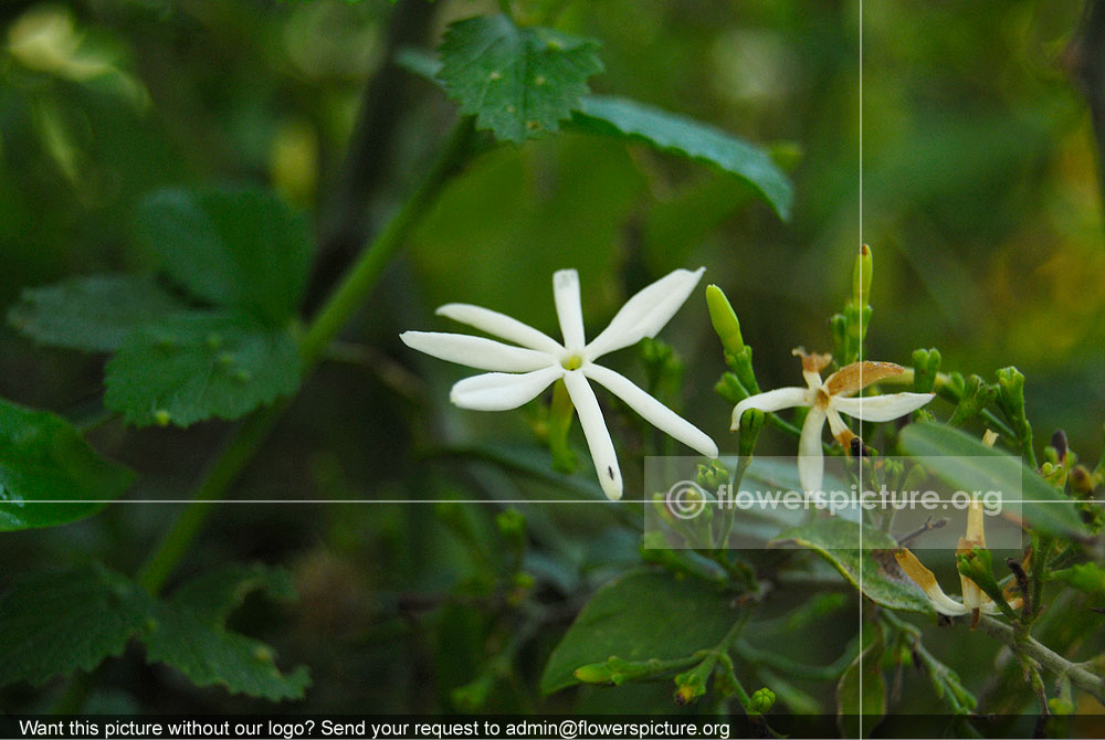 Jasminum Multiflorum