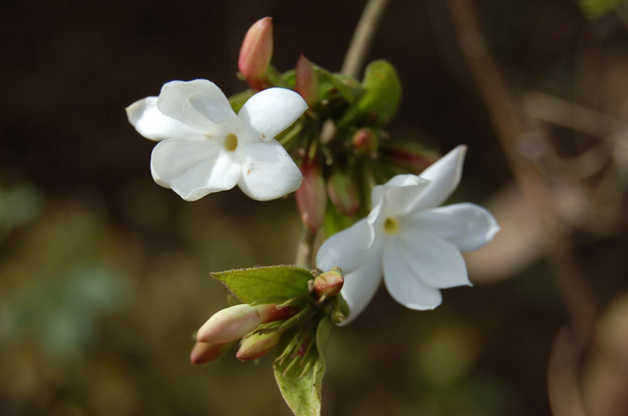 Jasminum officinale