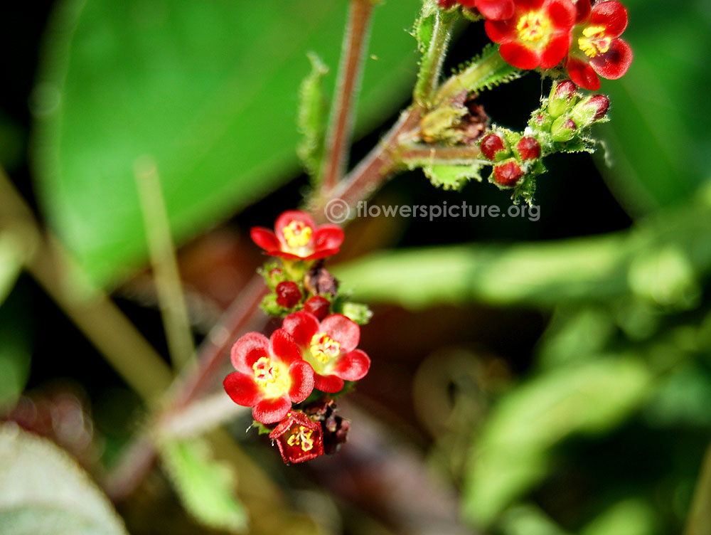 Jatropha gossypiifolia flower buds