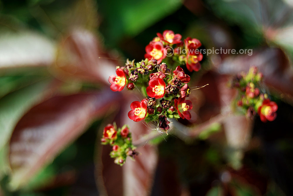 Jatropha gossypiifolia flower