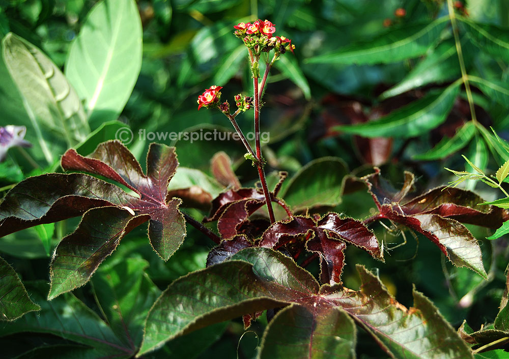 Jatropha gossypiifolia plant