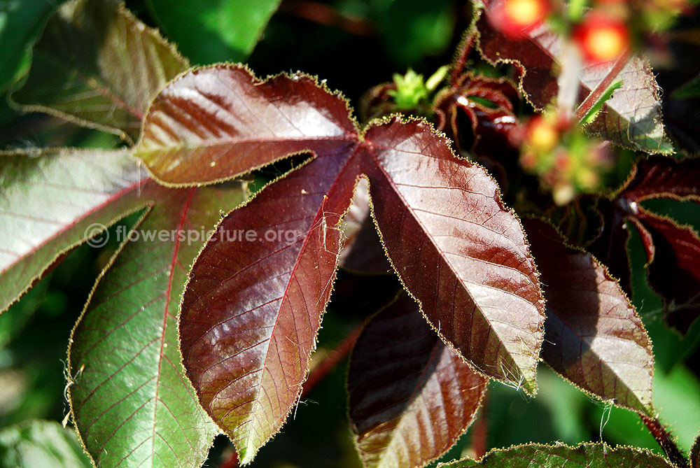 Jatropha gossypiifolia young leaves