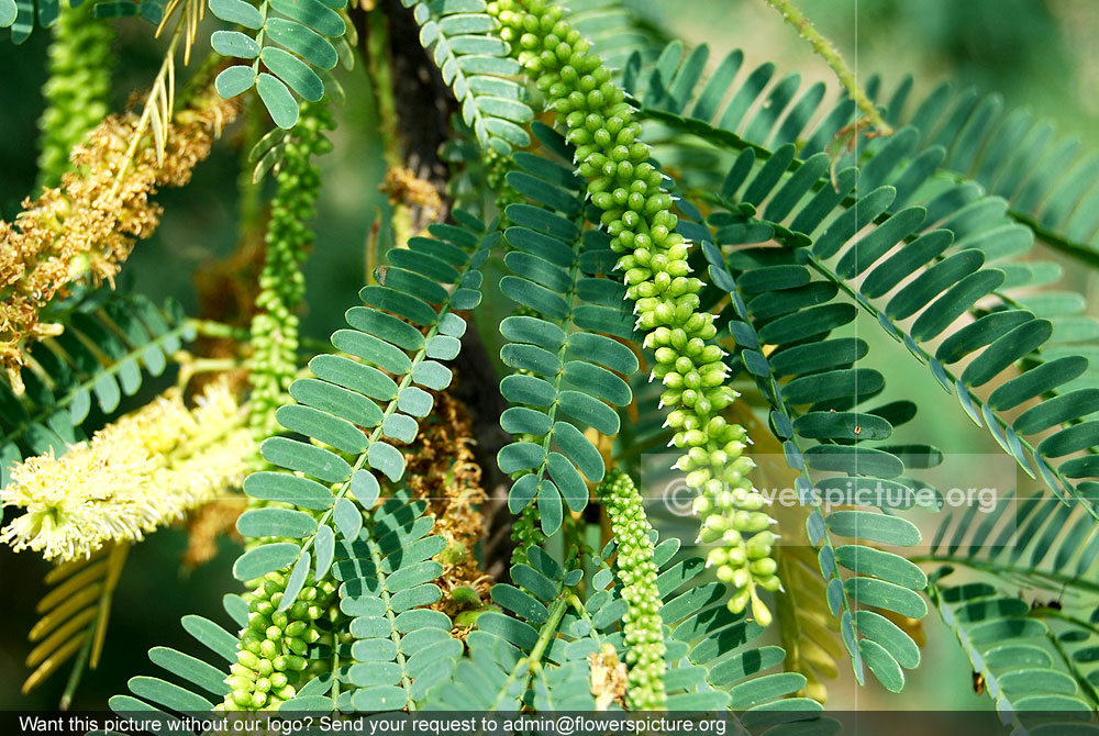 Prosopis juliflora