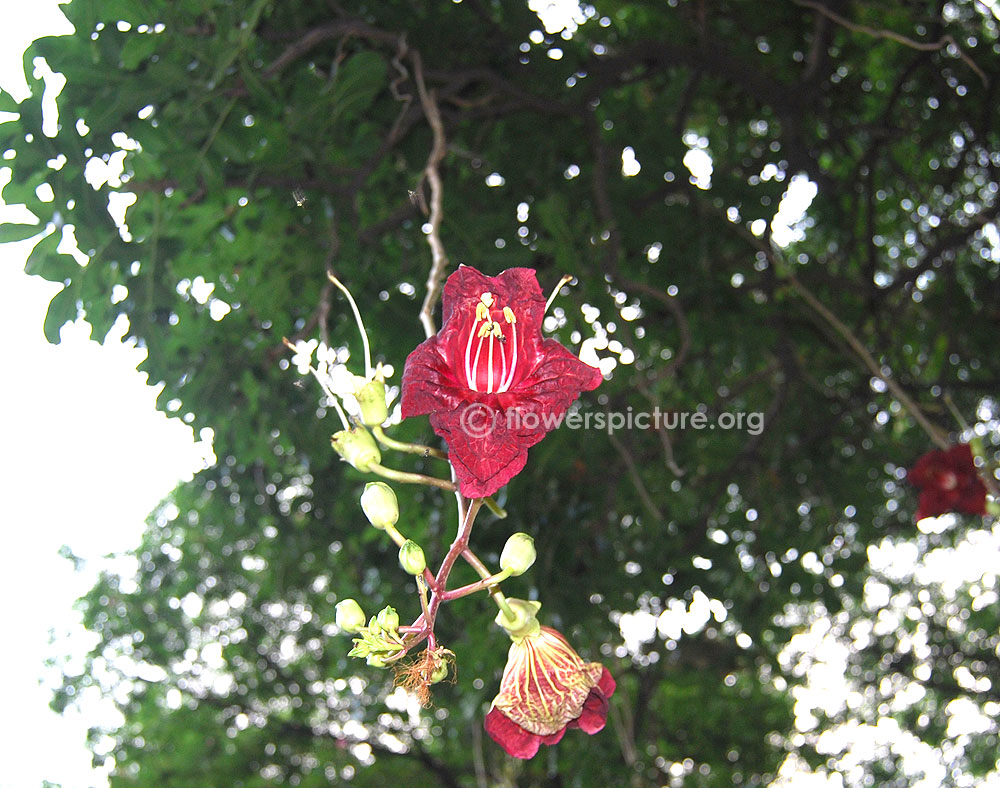 Kigelia africana - Wildflower Nursery