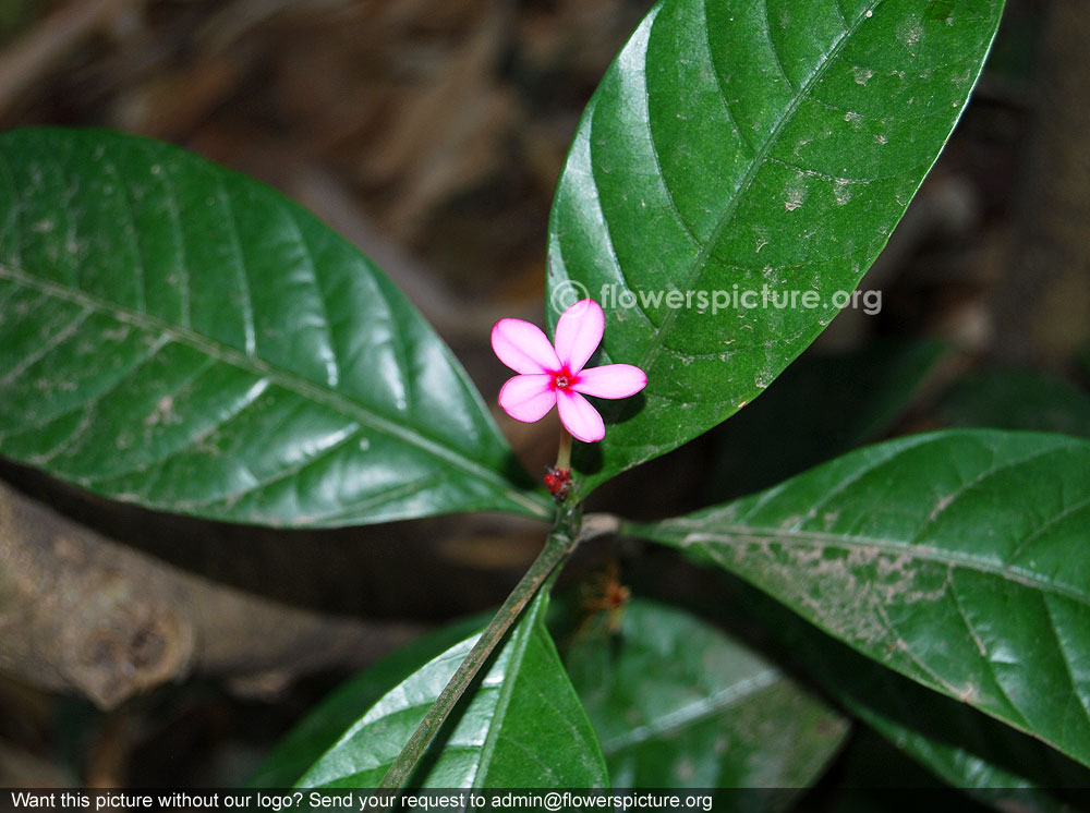 Kopsia fruticosa