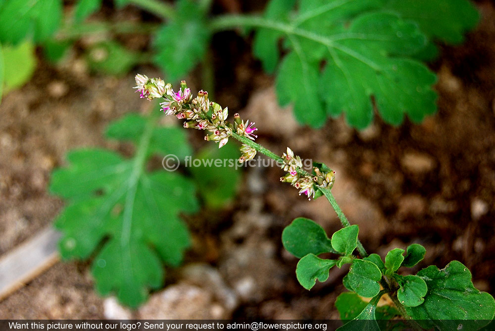 kumuti keerai flower