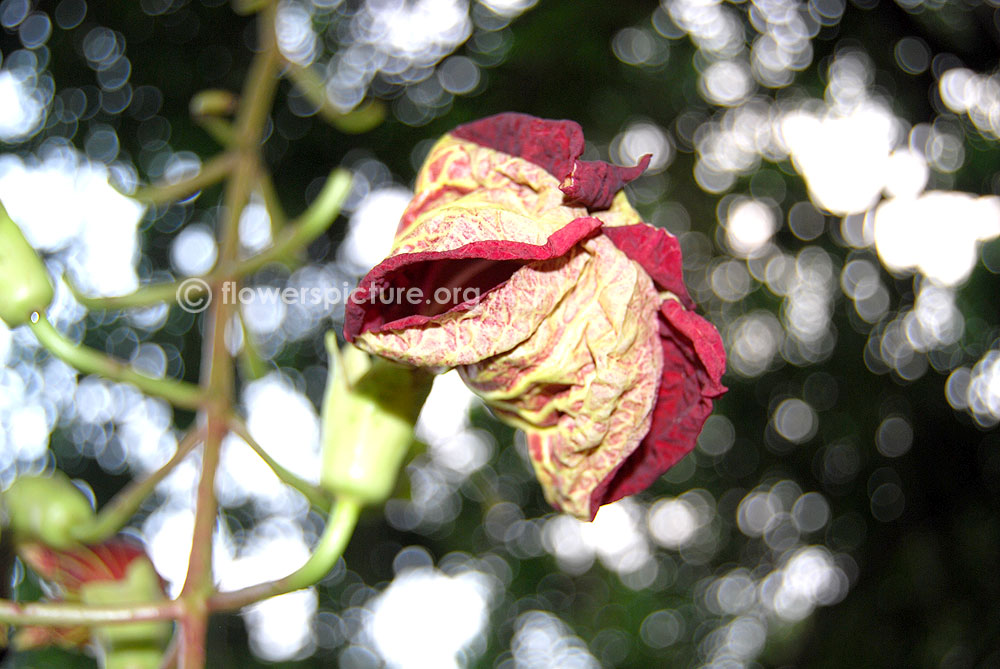 Sausage tree flower bud