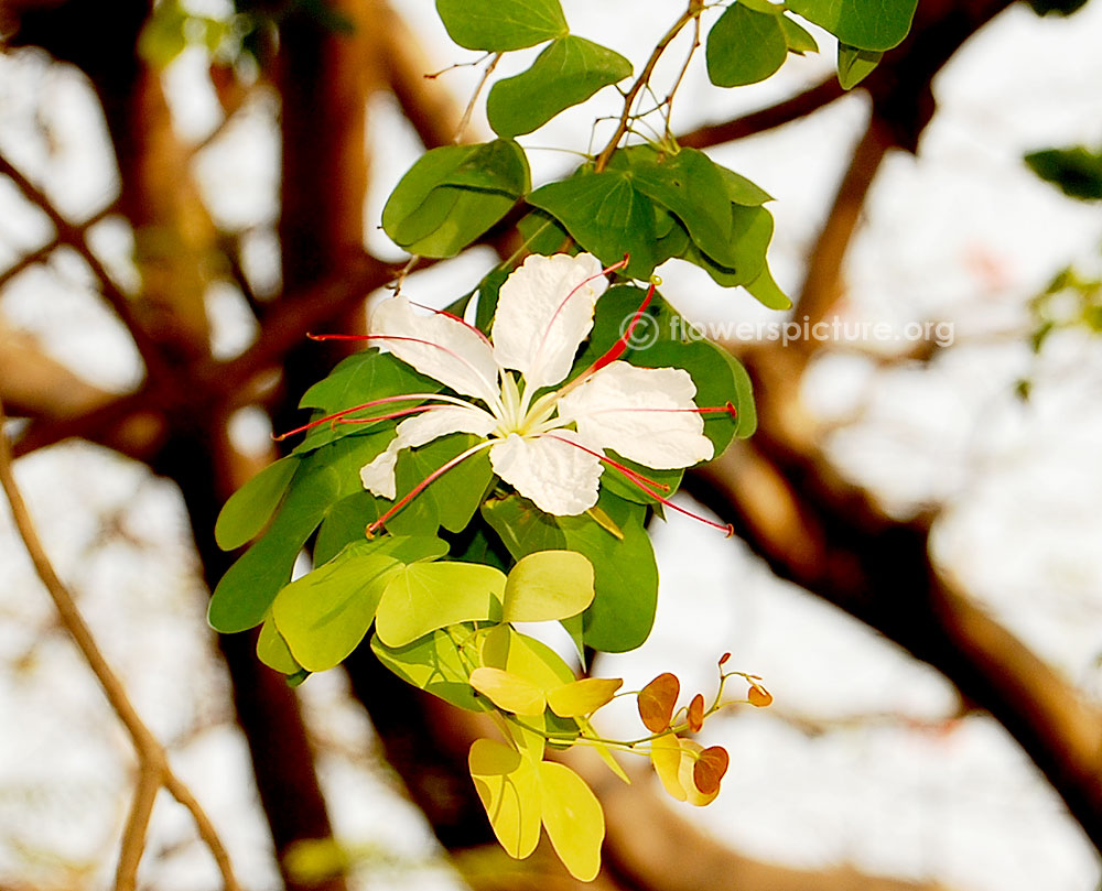 Bauhinia hookeri flower with foliage