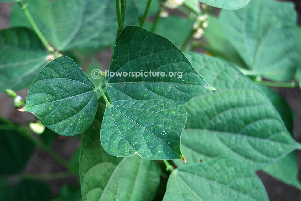 Lablab bean foliage