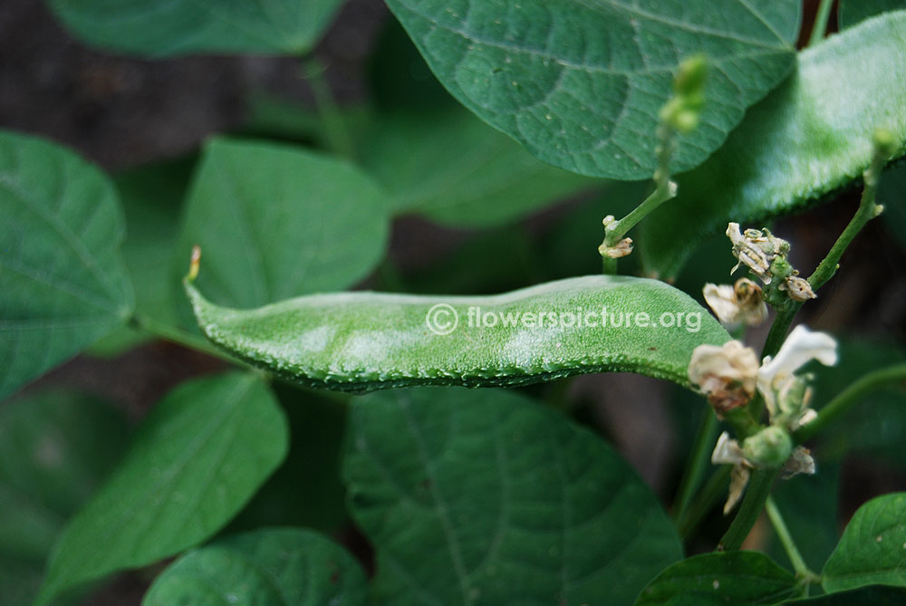 Lablab bean fruit