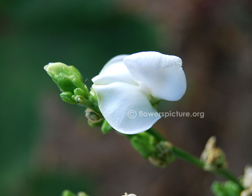 Lablab purpureus flower