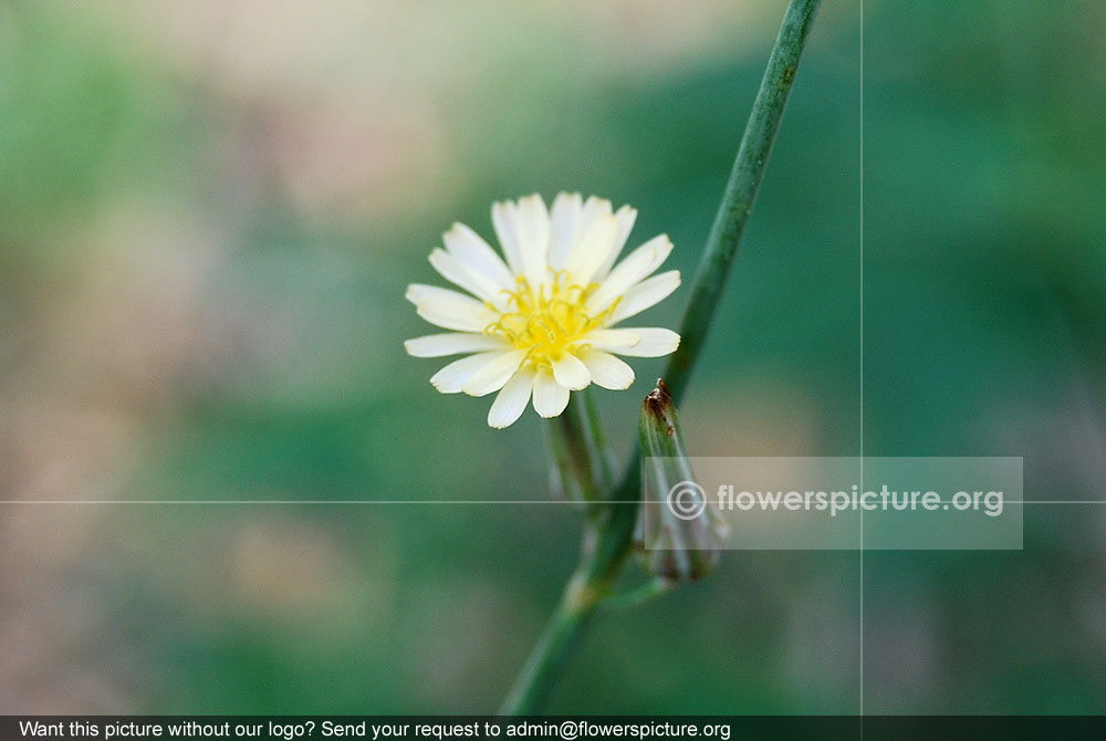 Lactuca serriola