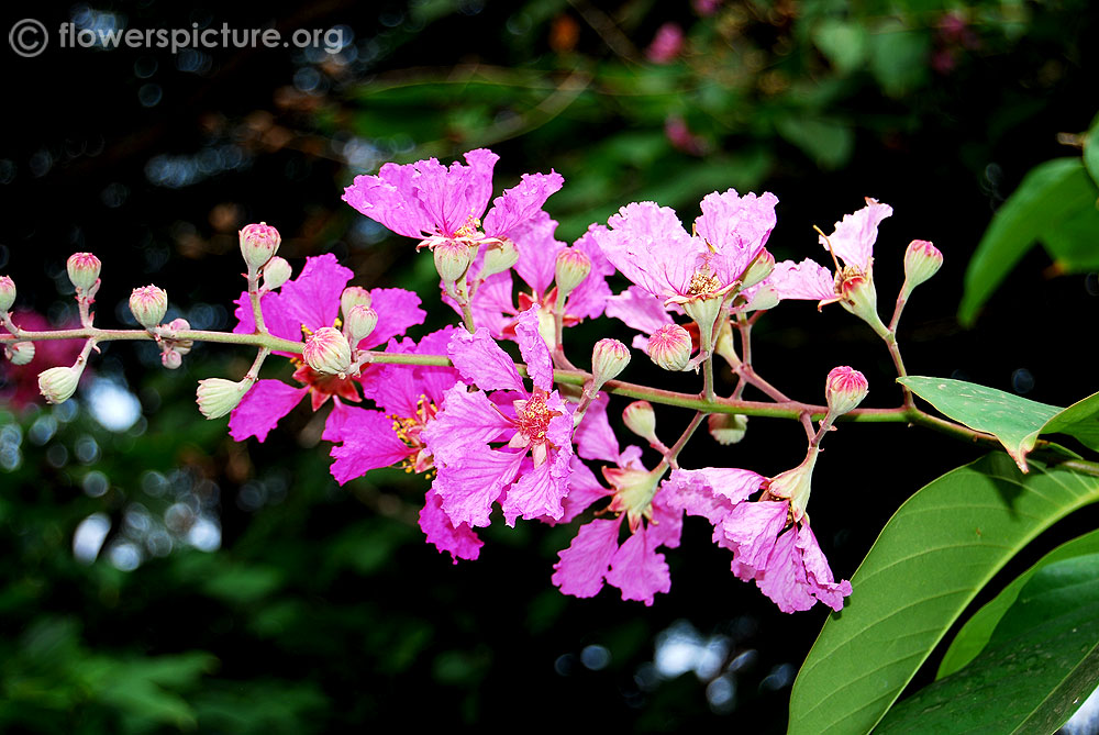 Lagerstroemia floribunda