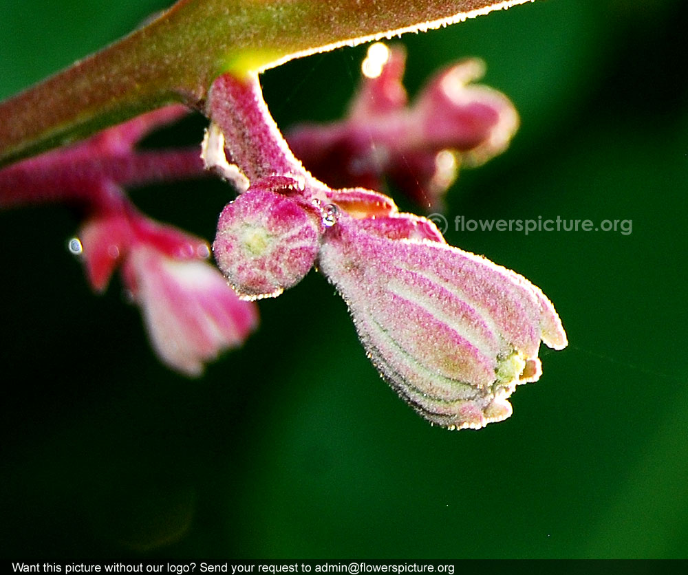 Lagerstroemia speciosa blooming buds