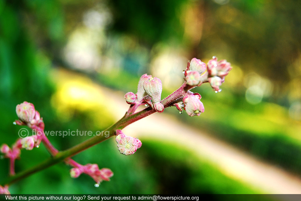 Lagerstroemia speciosa buds