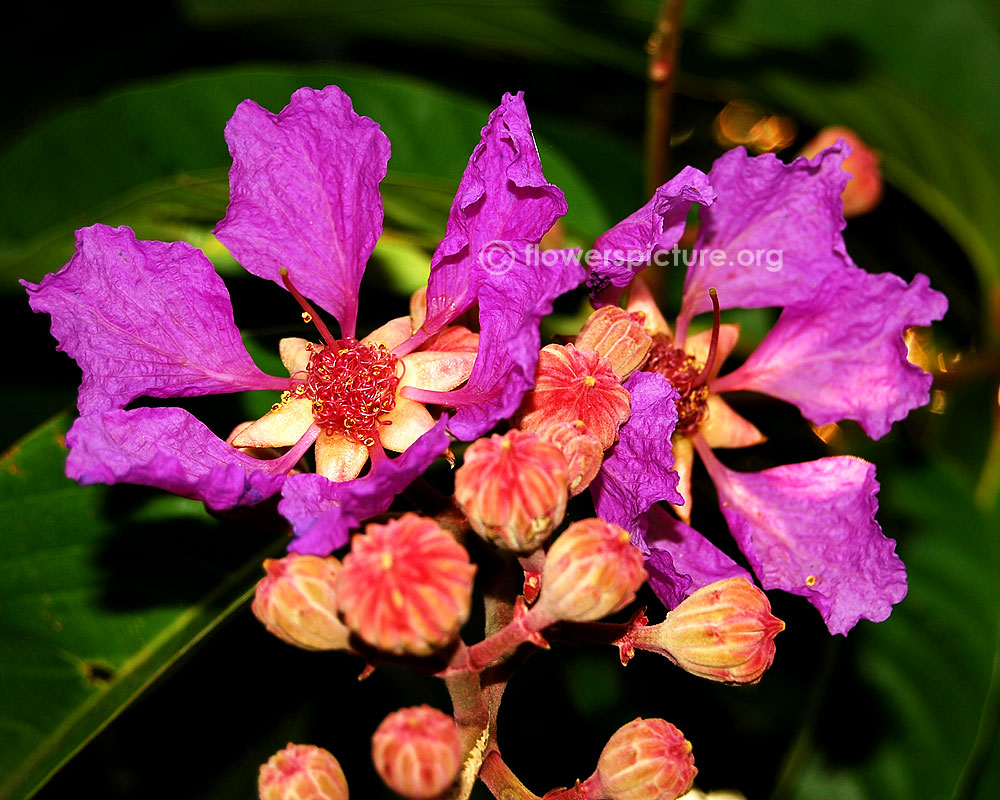 Lagerstroemia speciosa