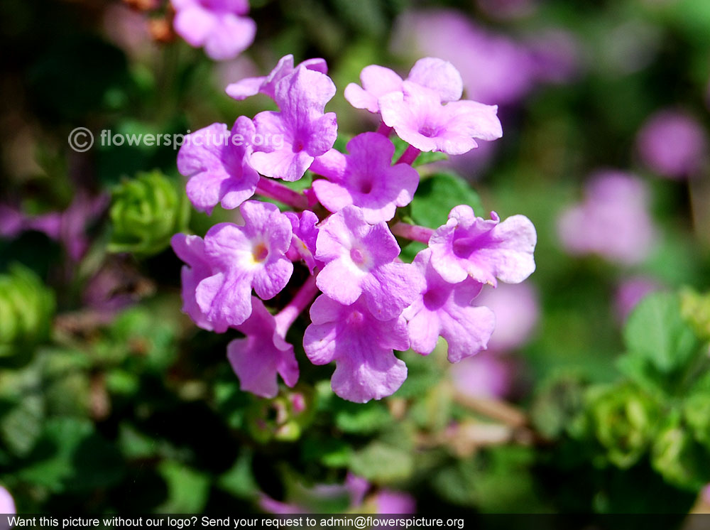 Lantana armata