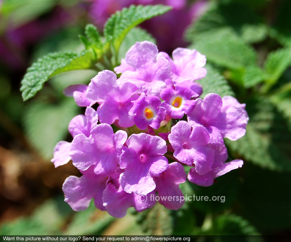 Lantana camara