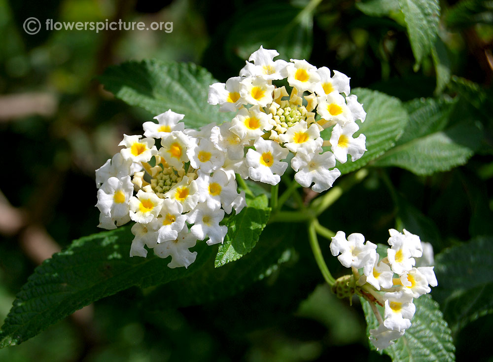 Lantana involucrata