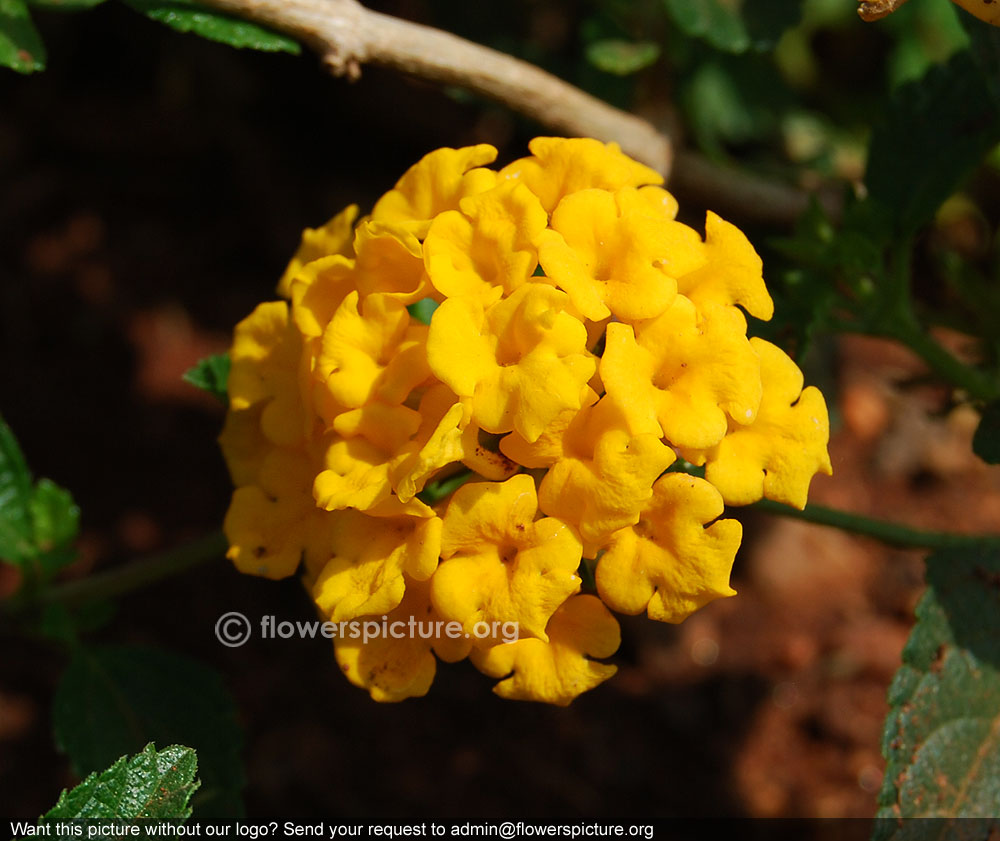 Lantana scabiosaeflora