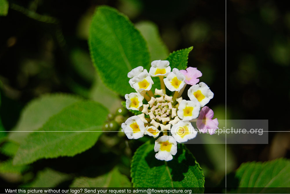 Lantana