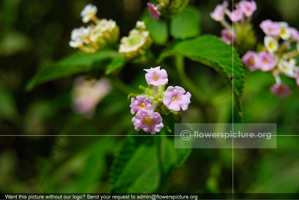 Lantana Pink