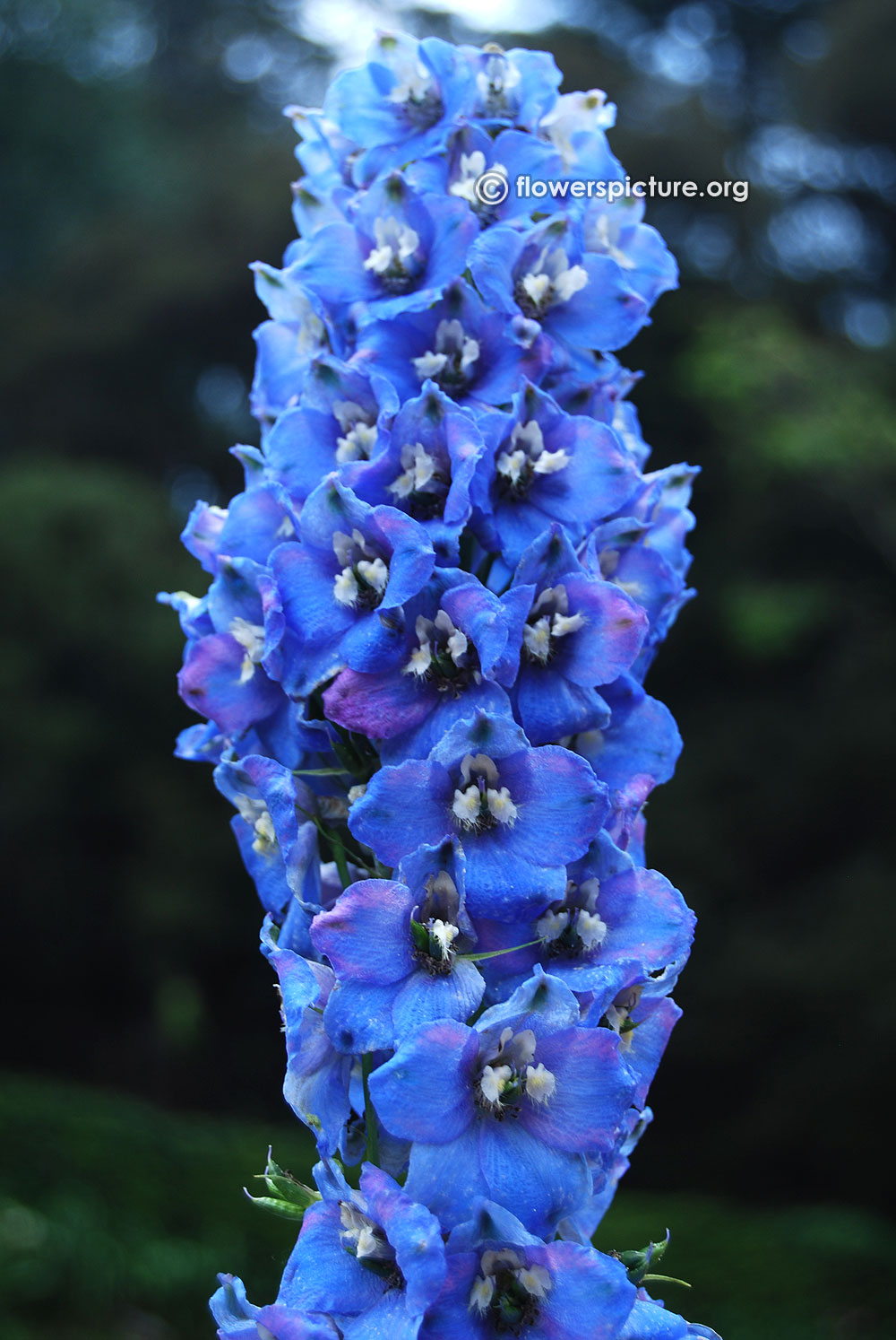 Larkspur Purple