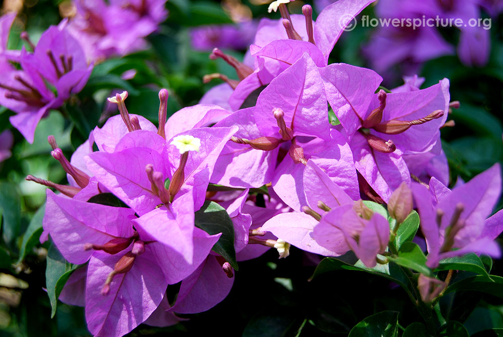 Lavender bougainvillea