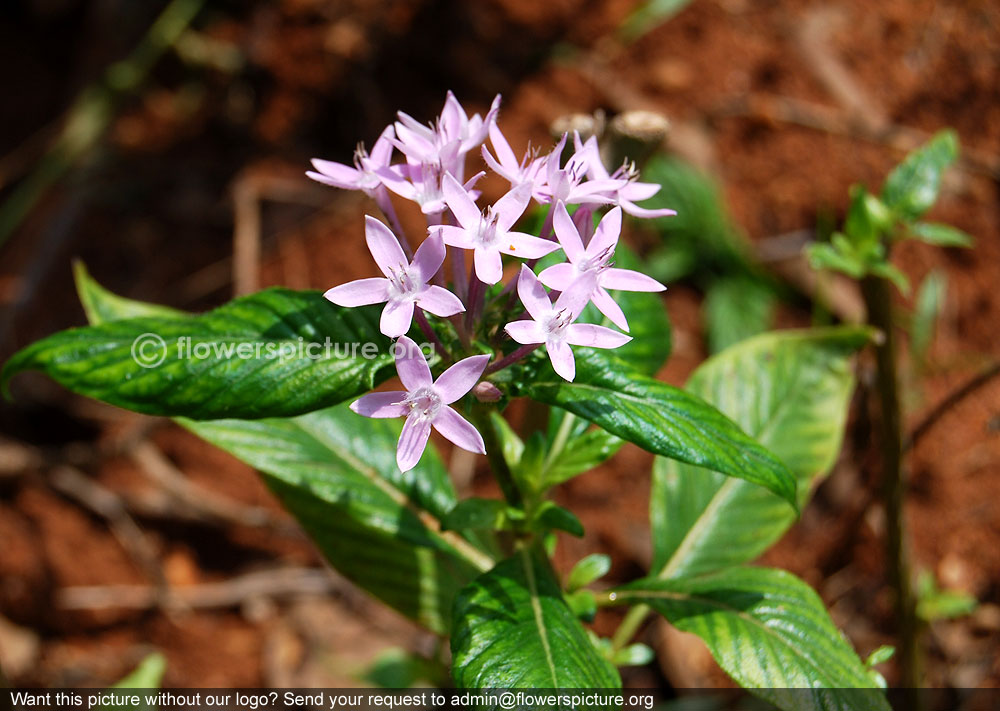 Lavender egyptian star cluster