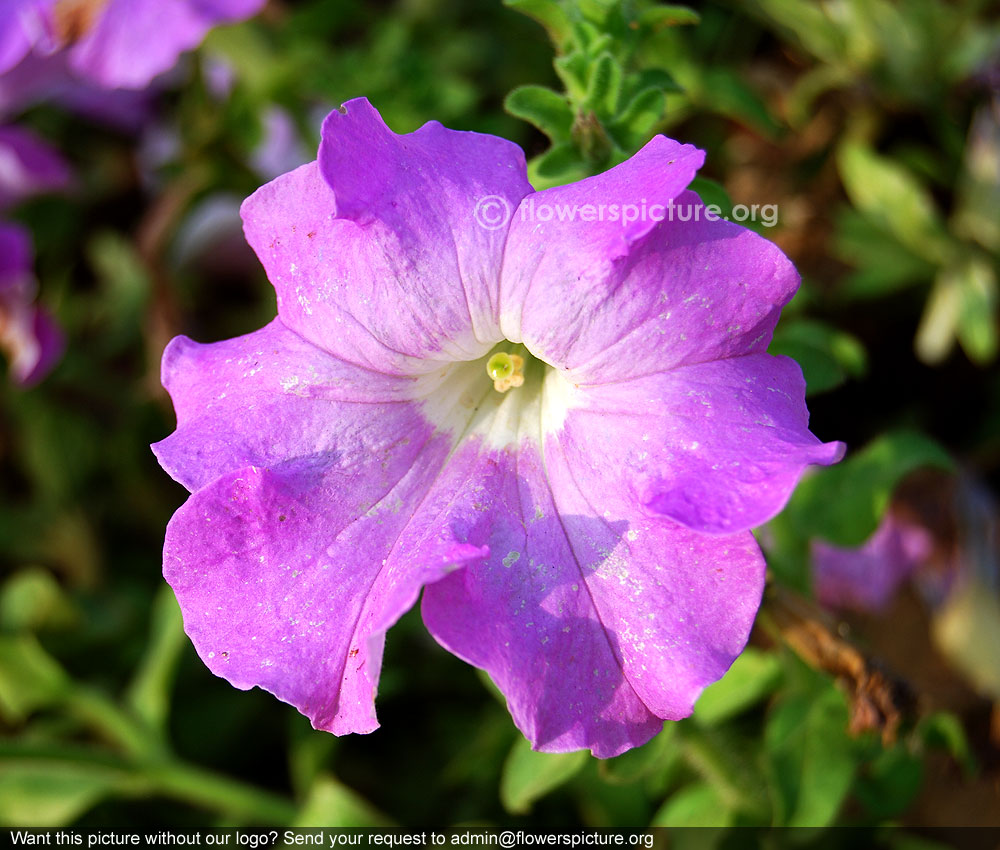 Lavender petunia