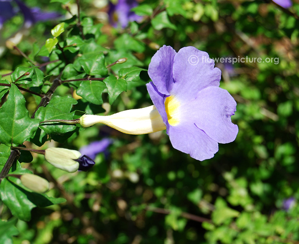 Lavender thunbergia