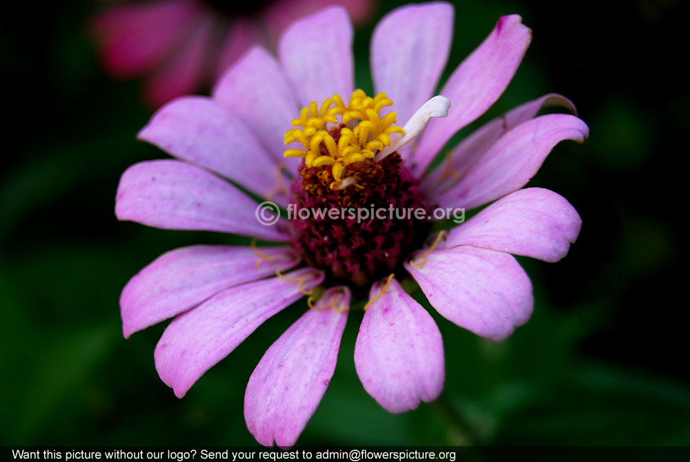 Lavender zinnia