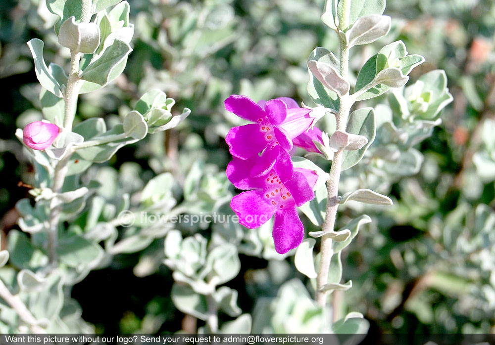 Leucophyllum frutescens