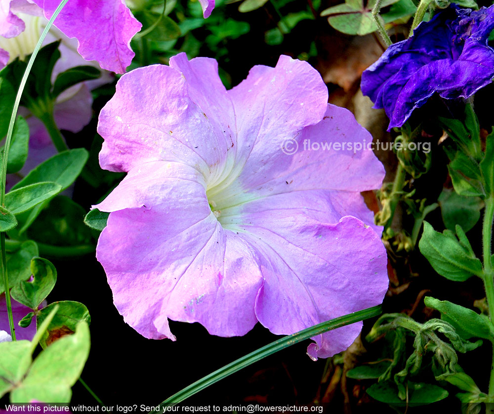 Lilac petunia