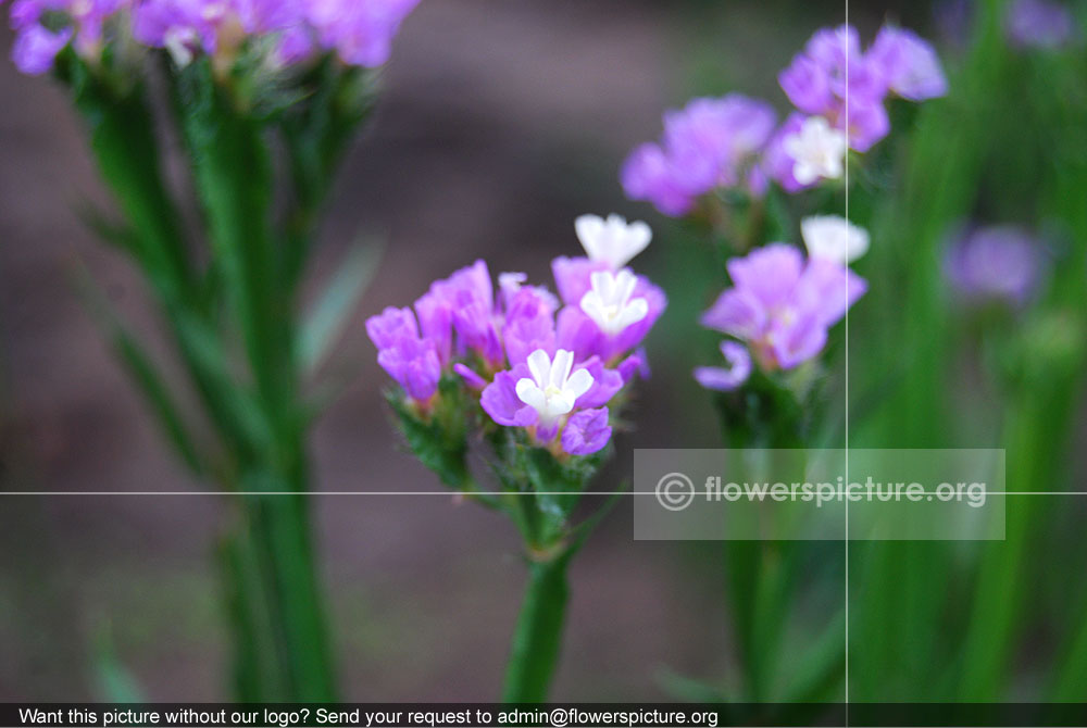 Limonium Sinuatum