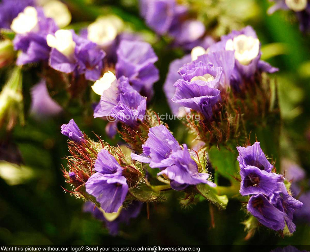 Limonium Sinuatum Blue