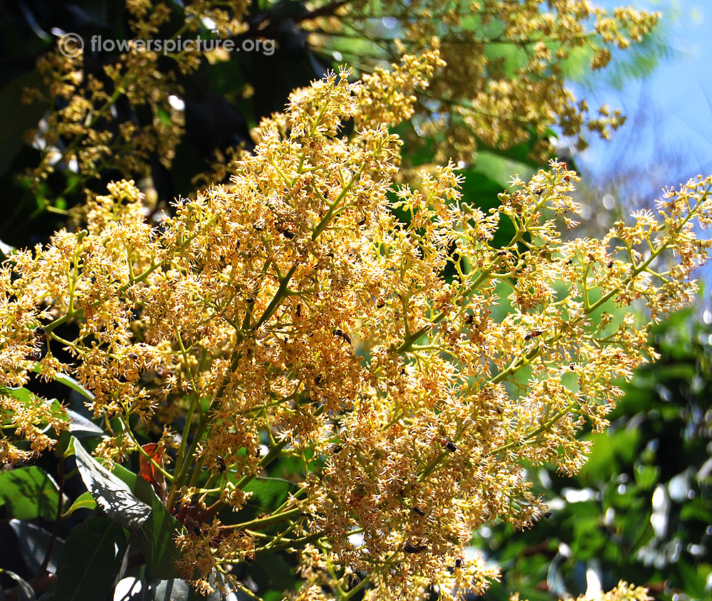 Litchi chinensis