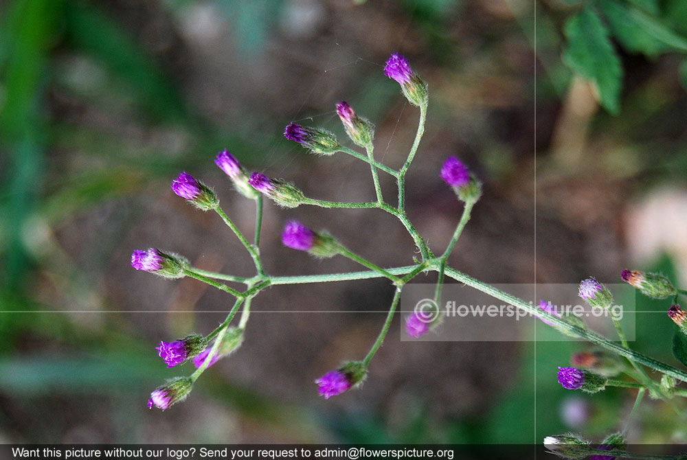 Little ironweed