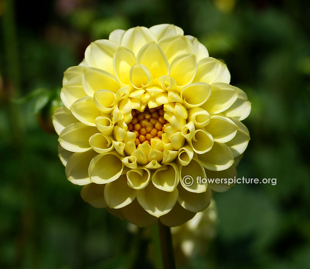 Little scottie dahlia