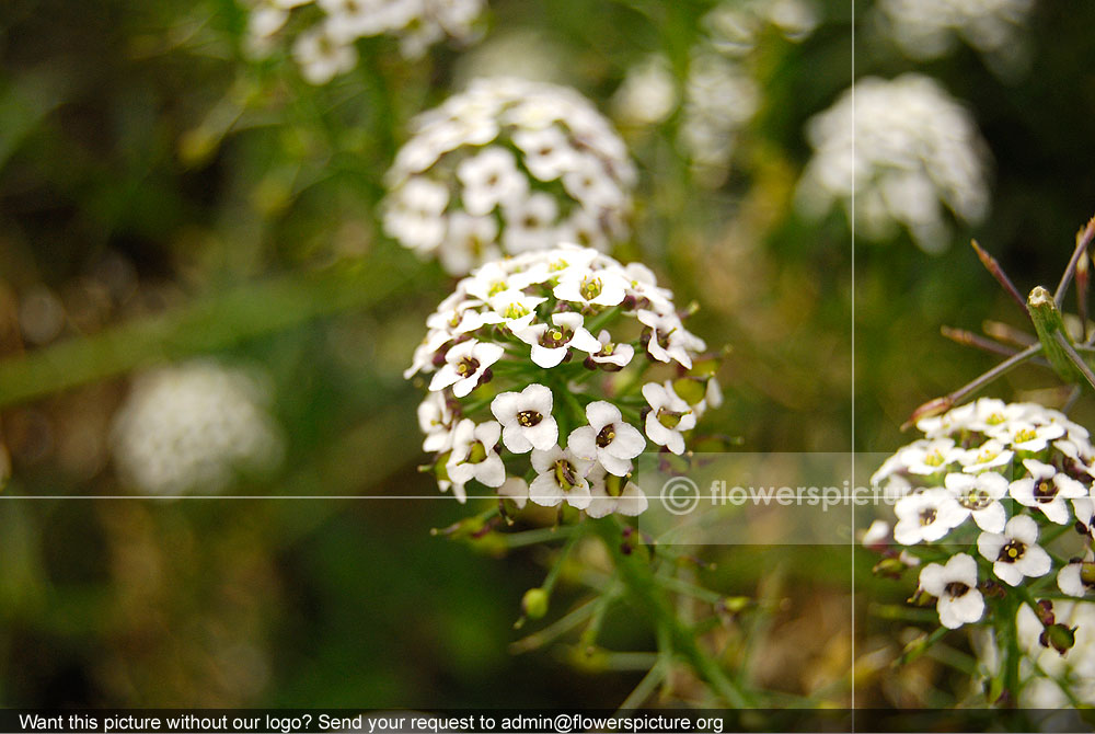 Lobularia Maritima