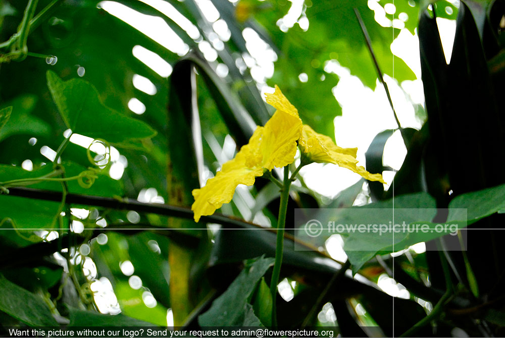 Luffa Acutangula