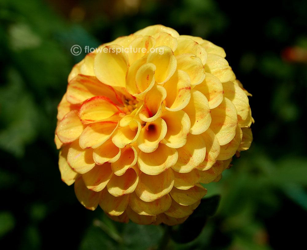 Lupin ben dahlia